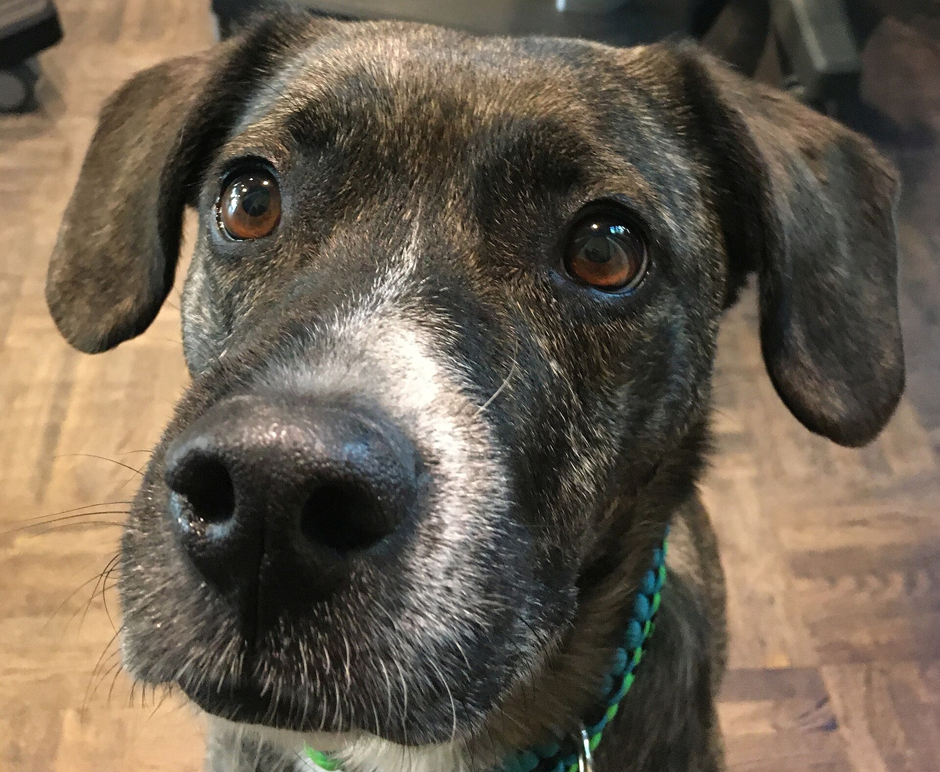 A portrait photograph of a dog
